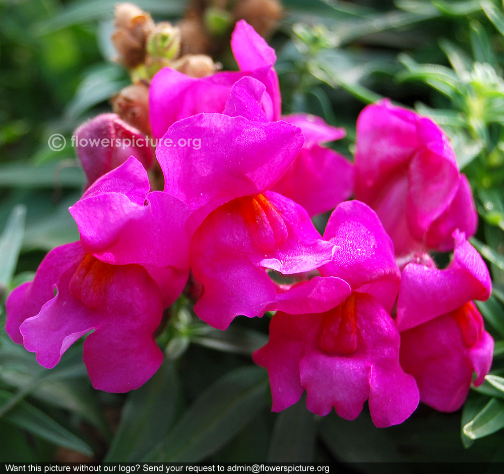 Snapdragon