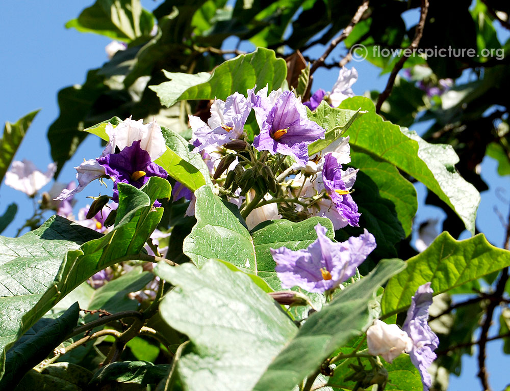 Solanum erianthum