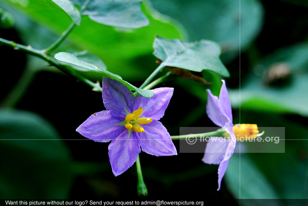 Solanum trilobatum