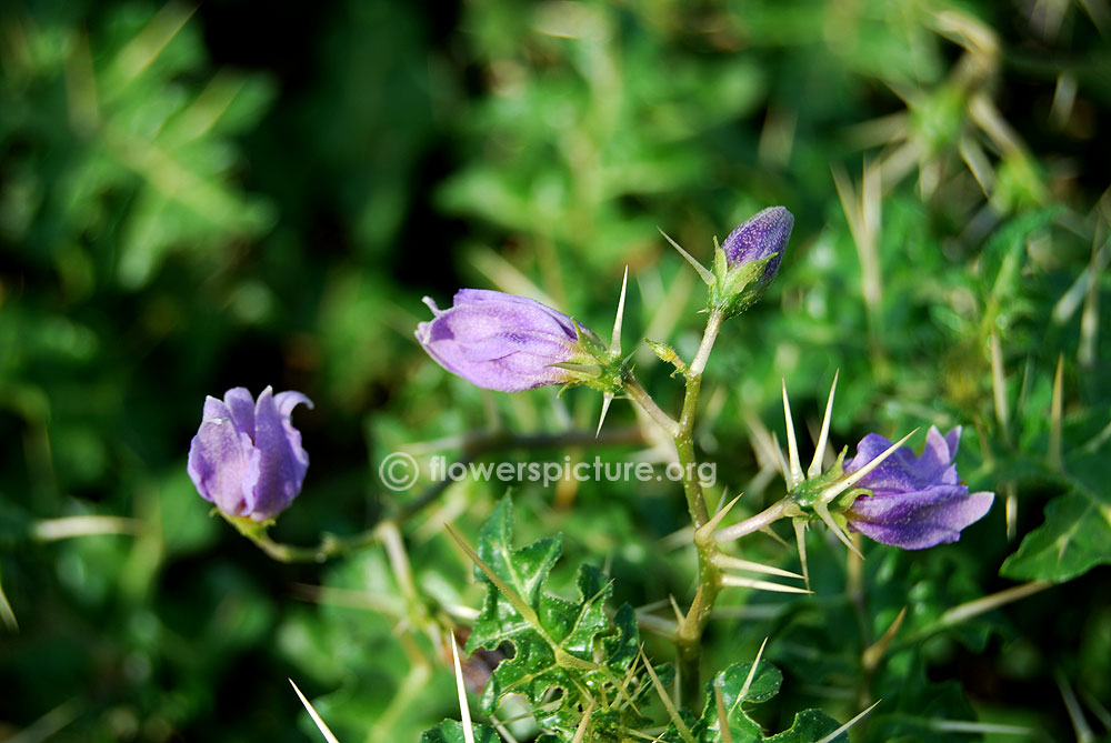 Solanum virginianum flower buds