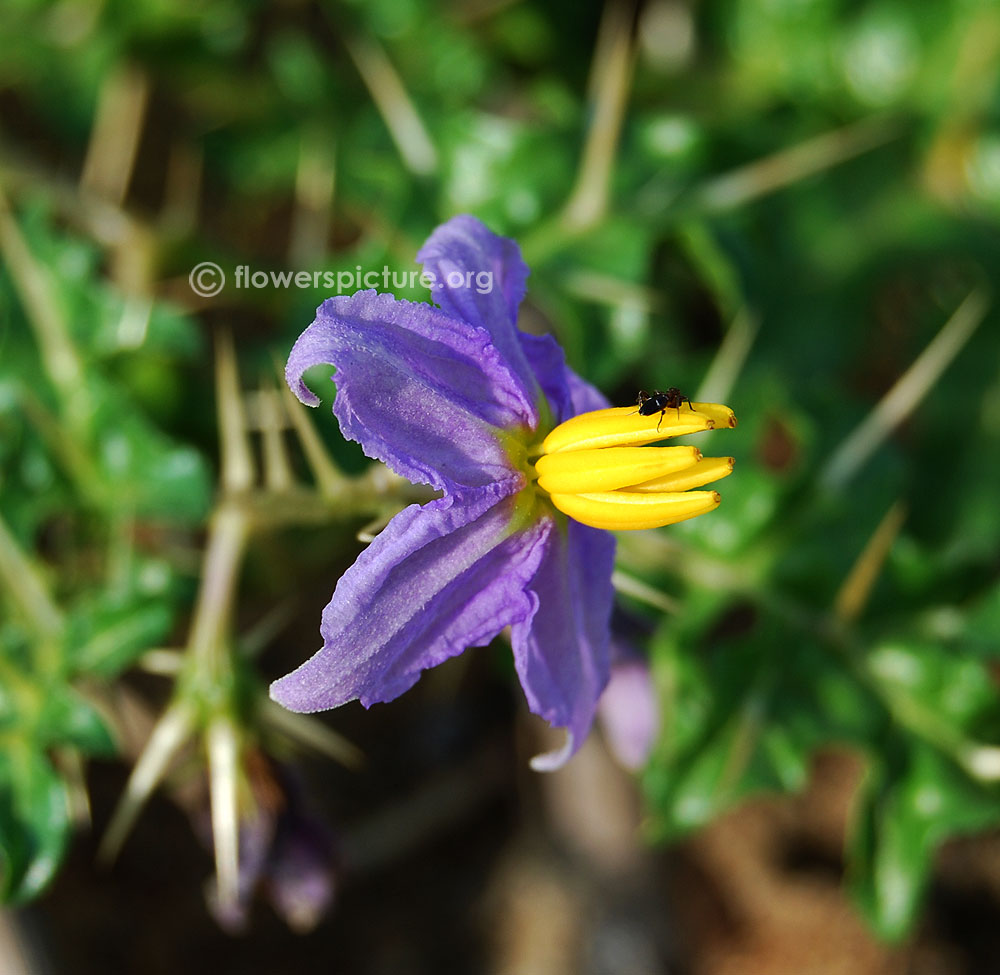 Solanum virginianum flowers