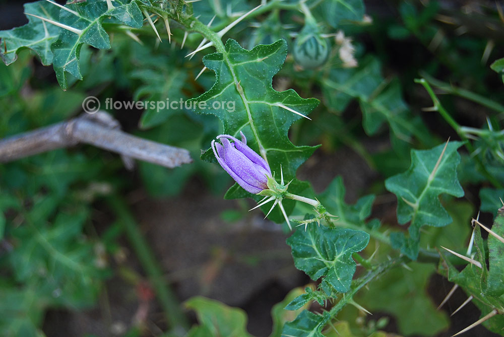 Solanum virginianum foliage