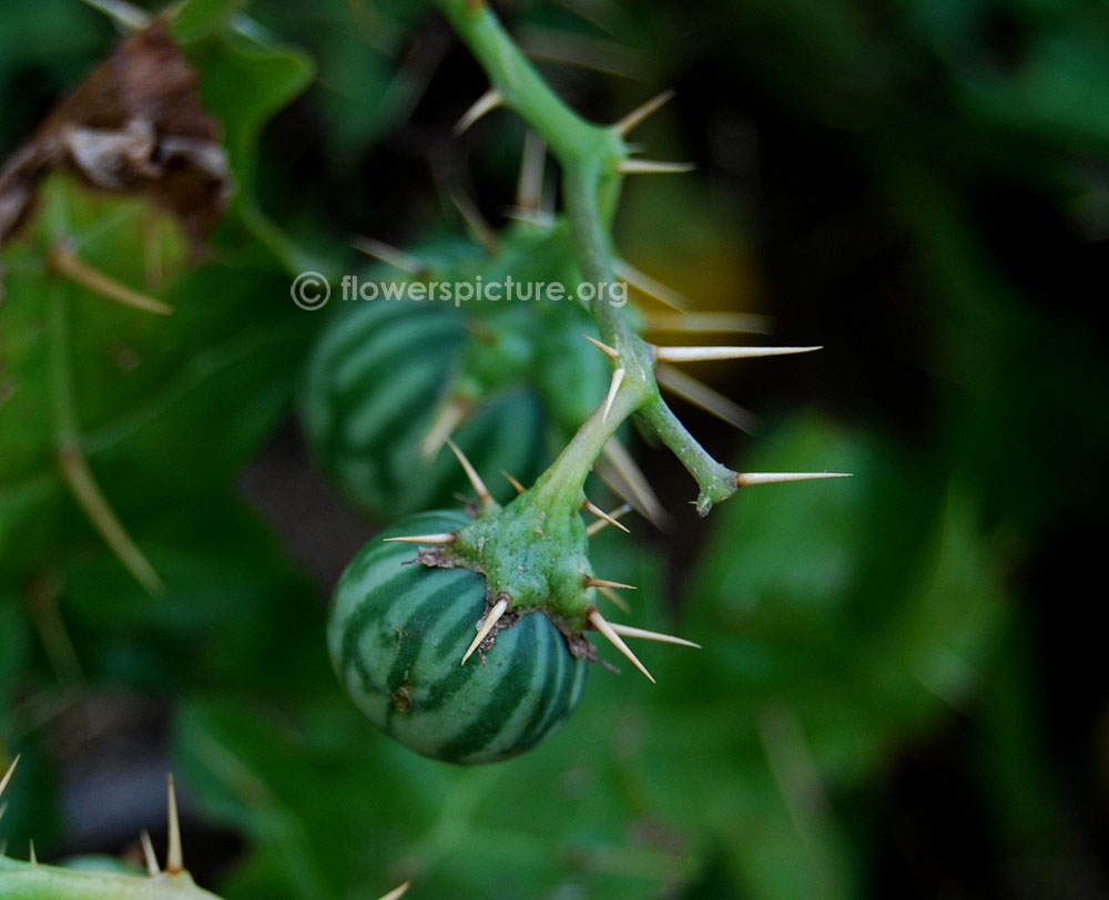 Solanum virginianum immature fruits