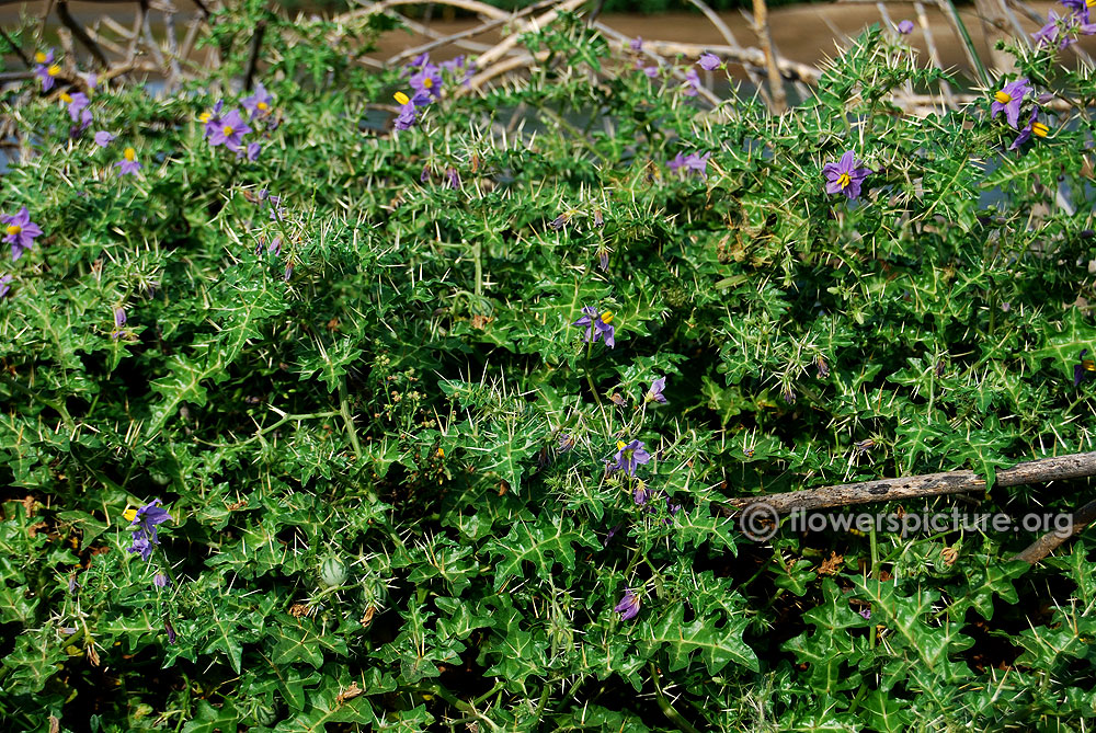 Solanum virginianum plant