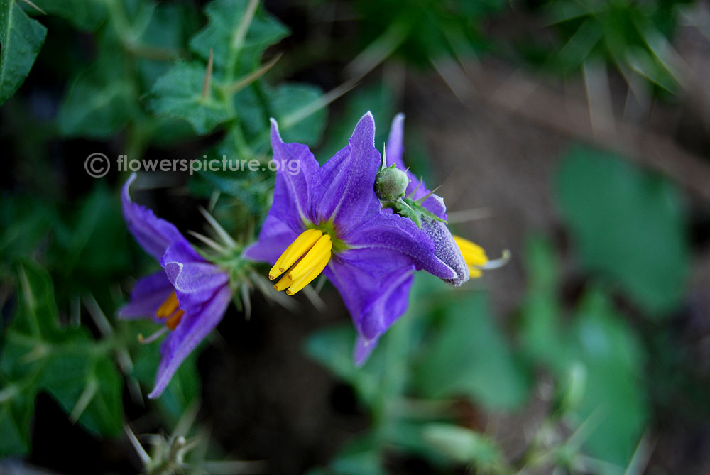 Solanum virginianum