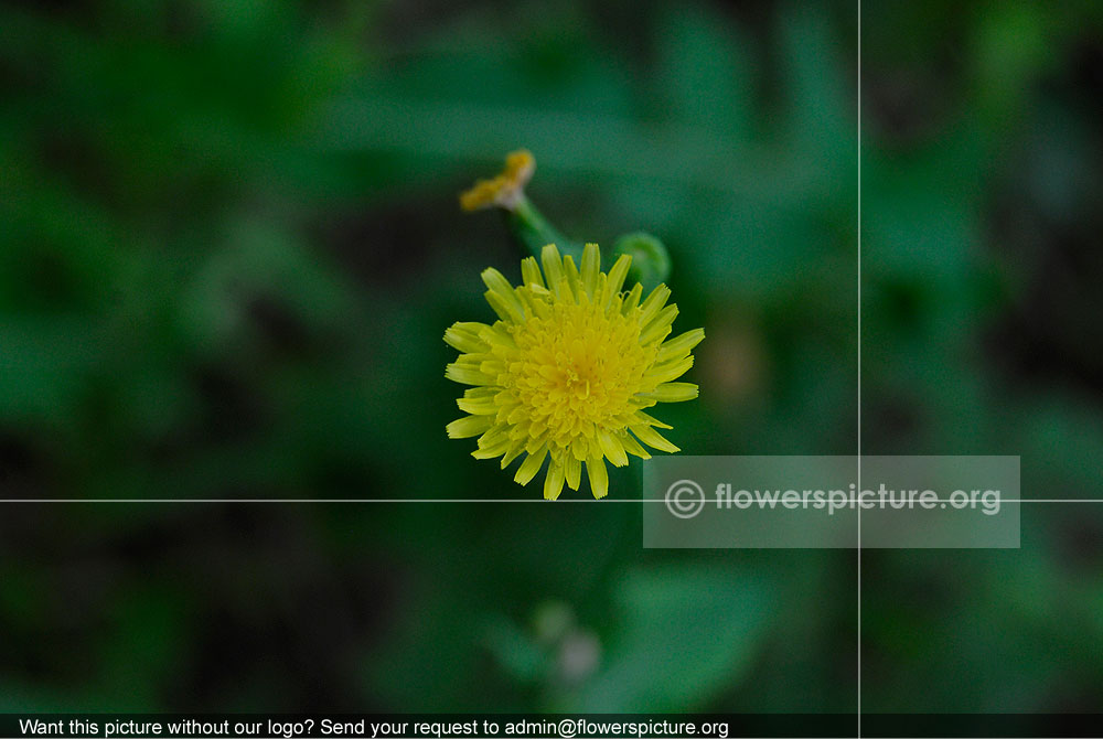 Sonchus Asper