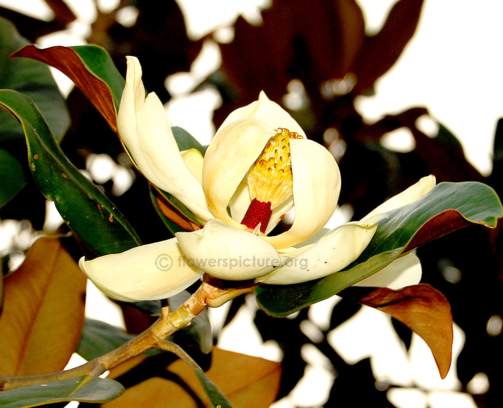 southern magnolia