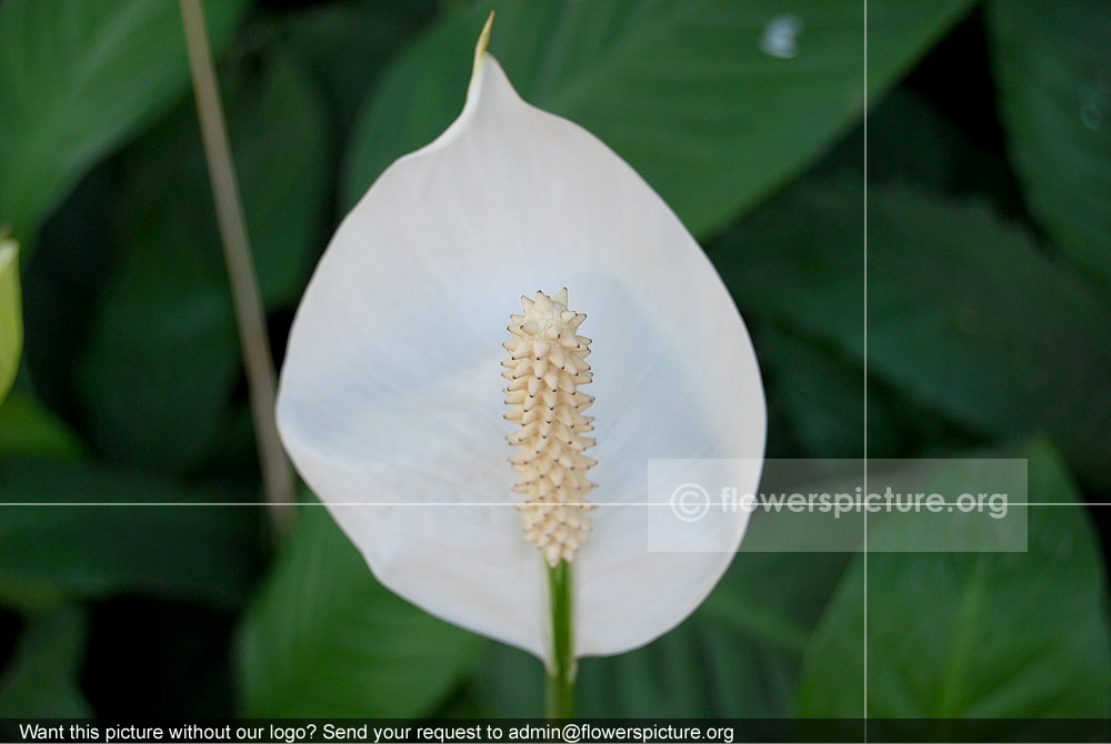 Spathiphyllum Wallisii