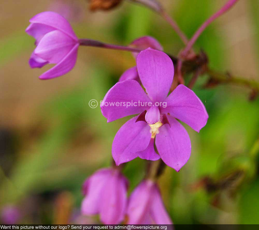 Spathoglottis Plicata