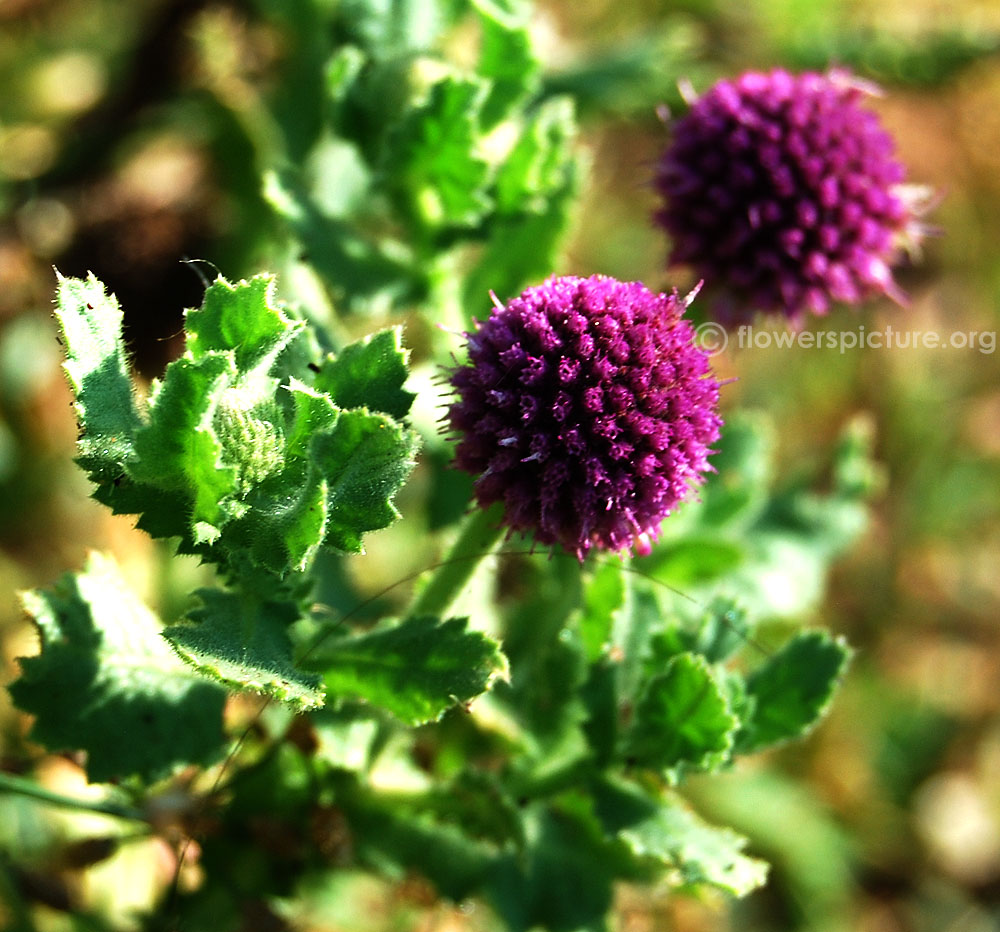 Sphaeranthus indicus flower & foliage