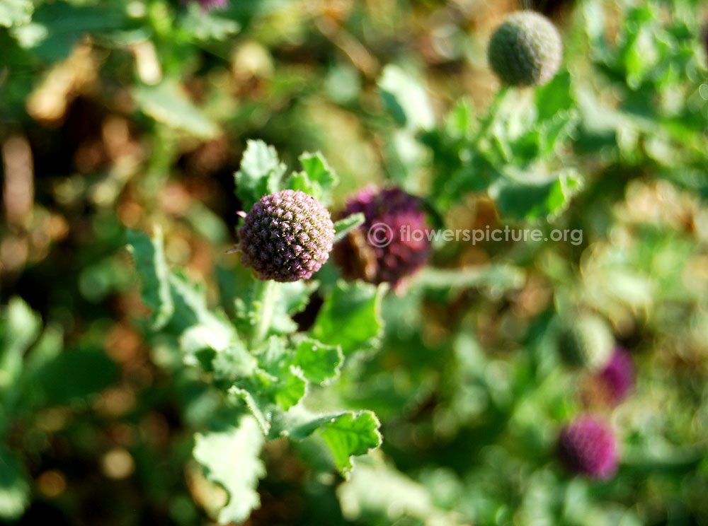 Sphaeranthus indicus immature flower