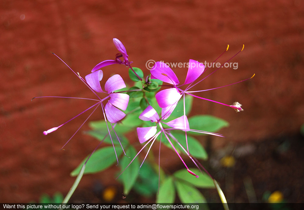 Spider flower