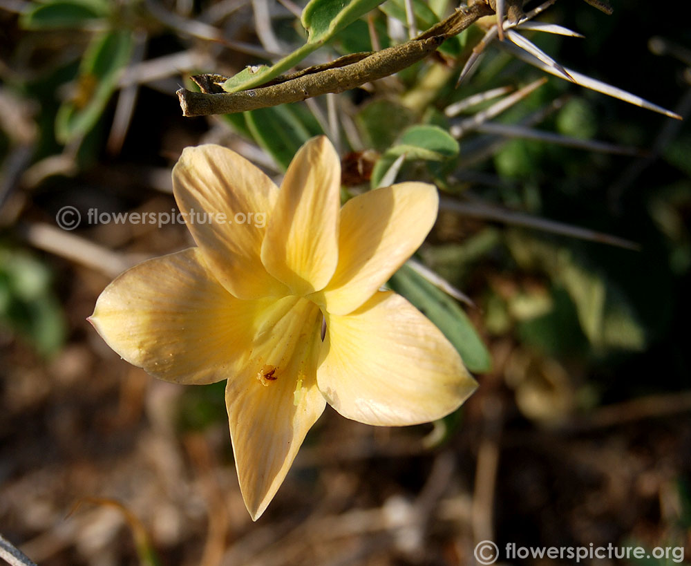 Spiny barleria flower, petals & stamens