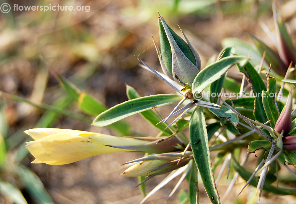 Spiny barleria seeds, flower bud & thorns