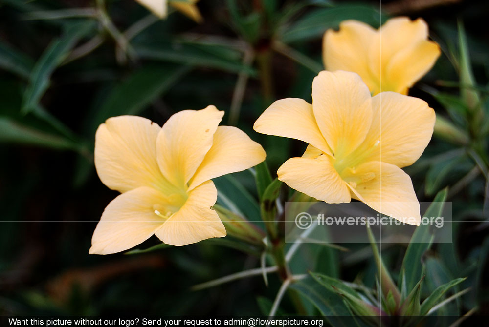 Spiny barleria