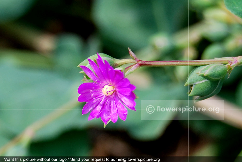 Star chickweed