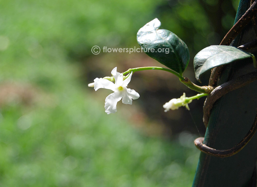 Star jasmine