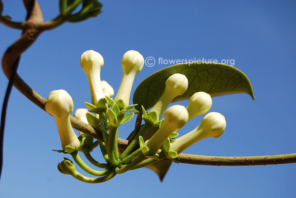 Stephanotis floribunda