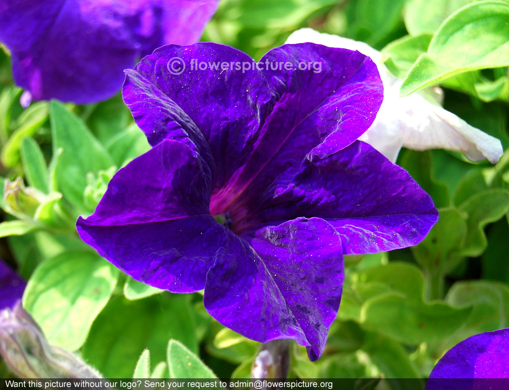 Storm Blue Petunia