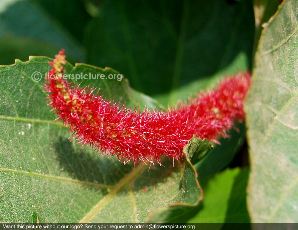 Strawberry foxtail