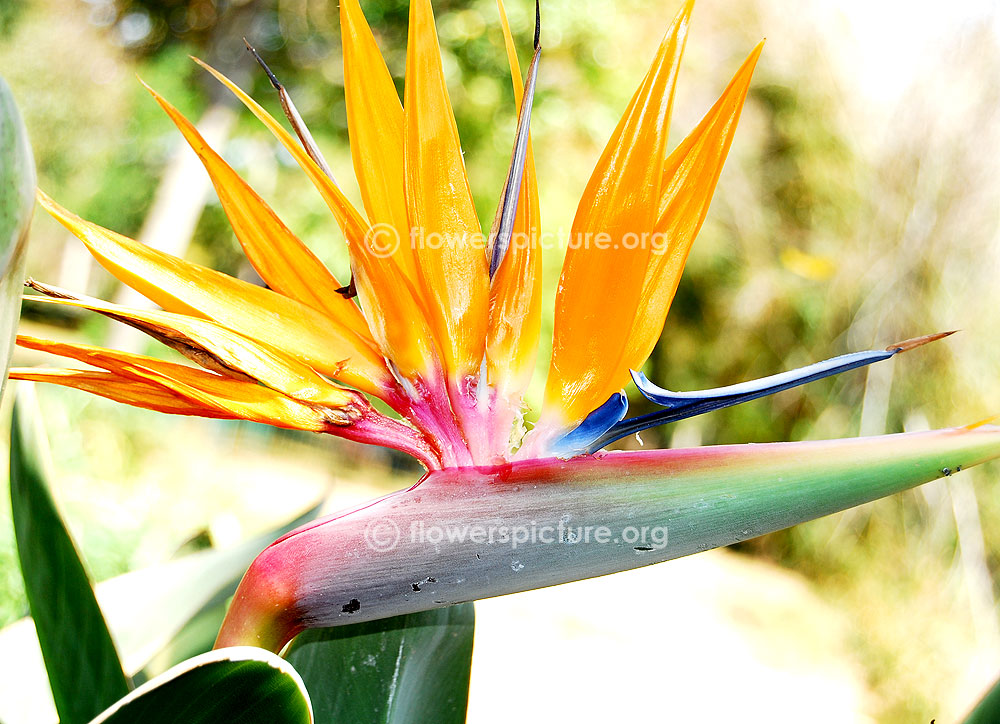 Strelitzia reginae