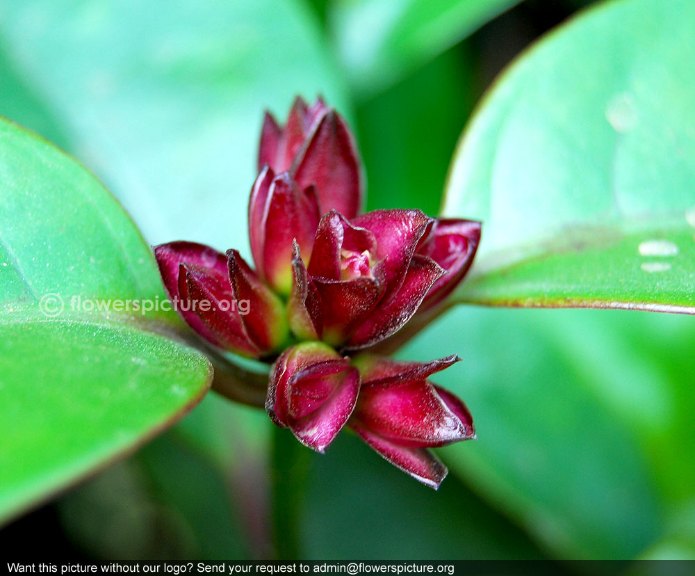 Strophanthus gratus buds