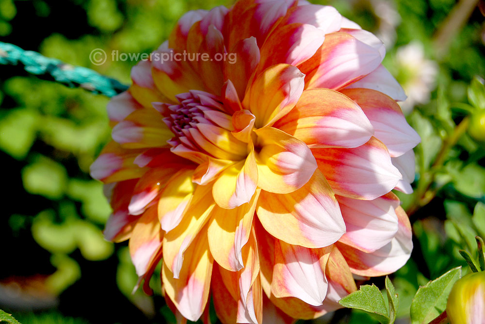 Sugar cane dahlia