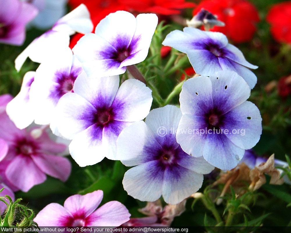 Summer phlox