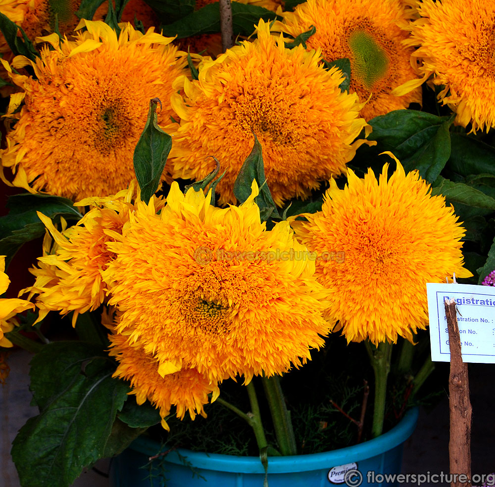 Sunflower 'Teddy Bear'