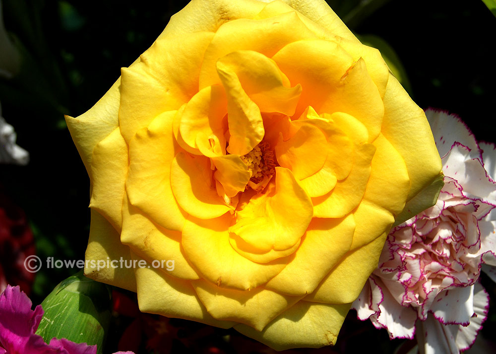 Sunsprite rose