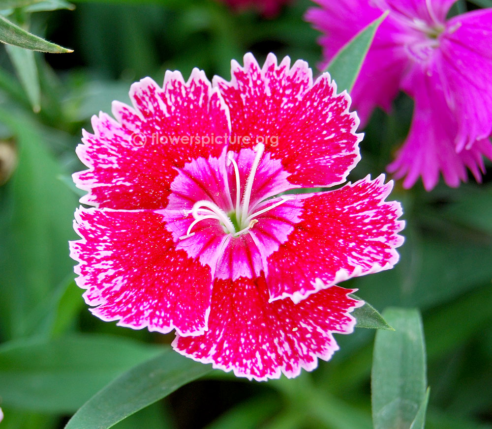 Sweet william