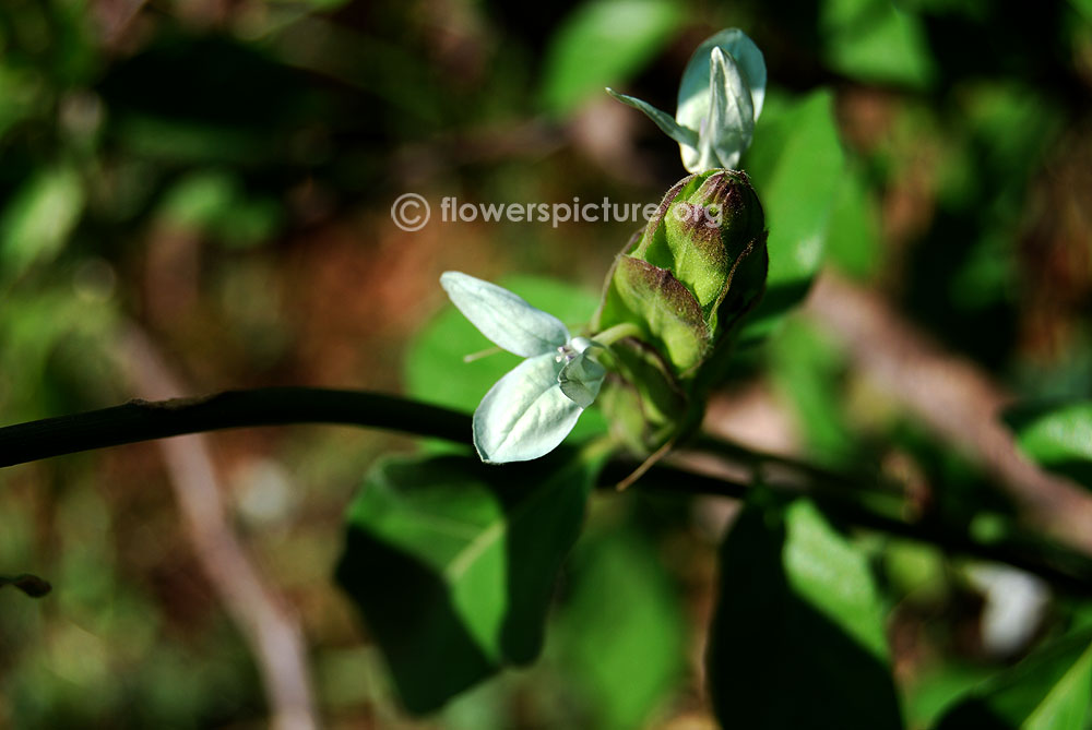 Ecbolium viride buds started blooming