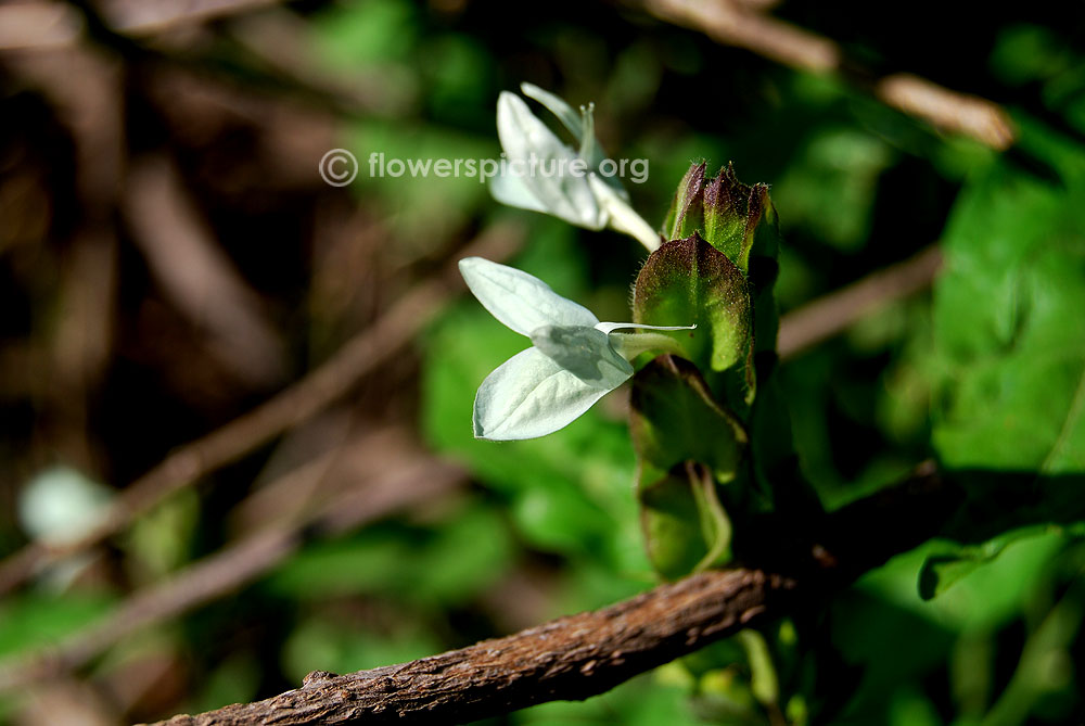 Ecbolium viride immature flower buds