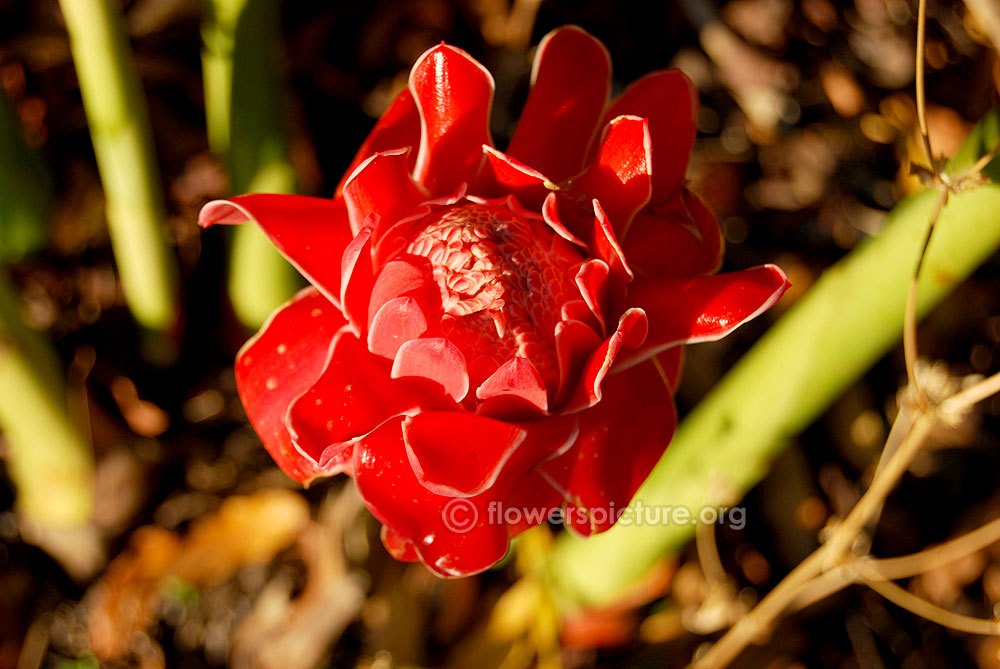 Etlingera elatior flower blooming-Visible center stage 5