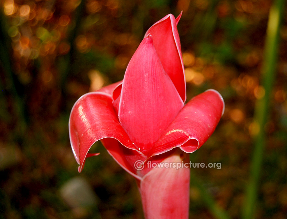 Etlingera elatior flower bud