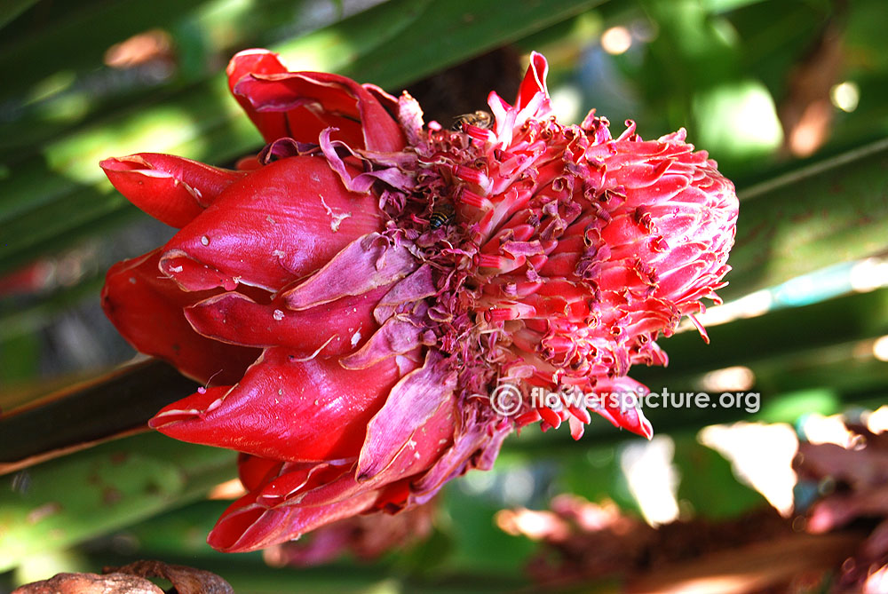 Etlingera elatior matured flower - Stage 8