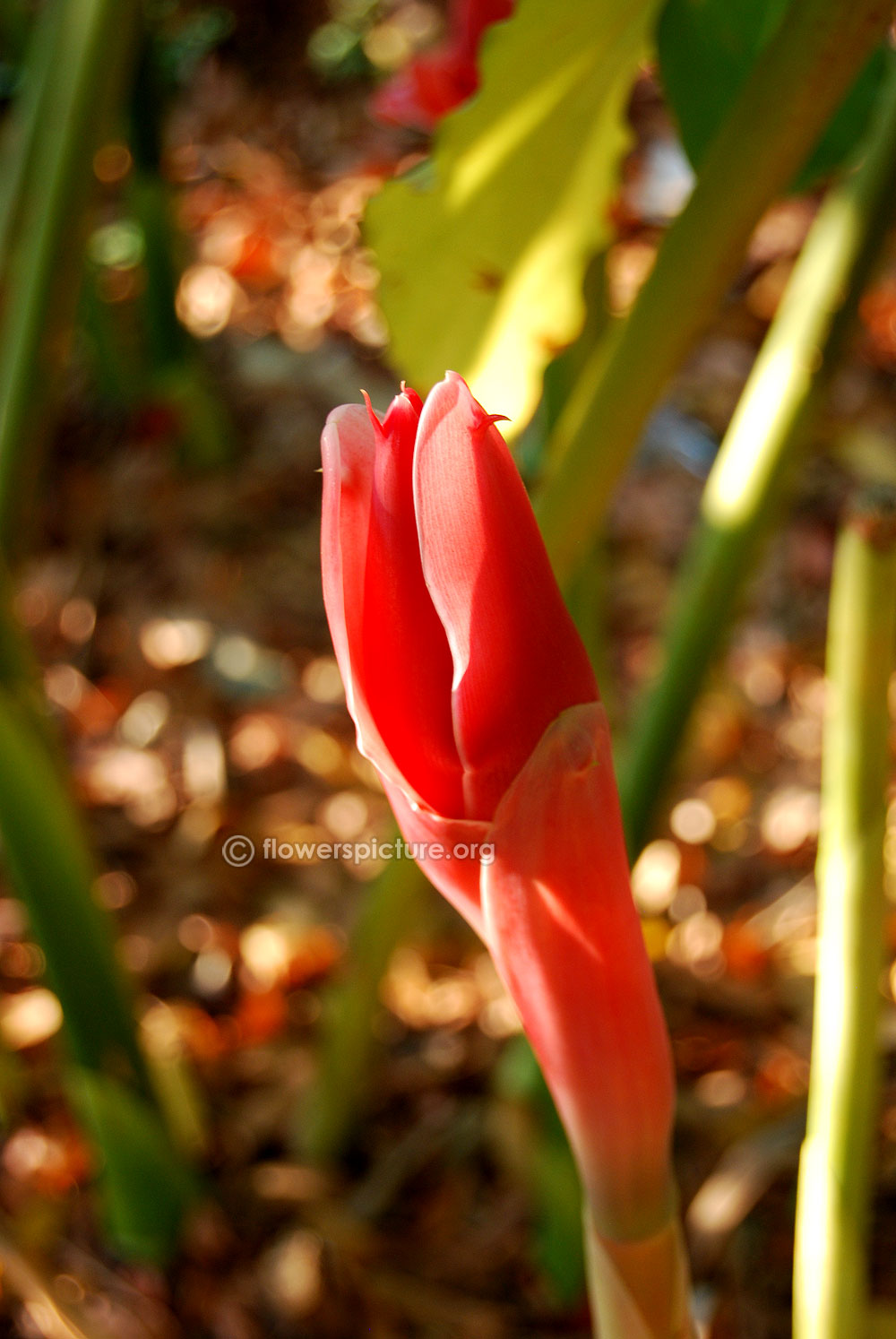 Etlingera elatior pink-Nine inches wide flower