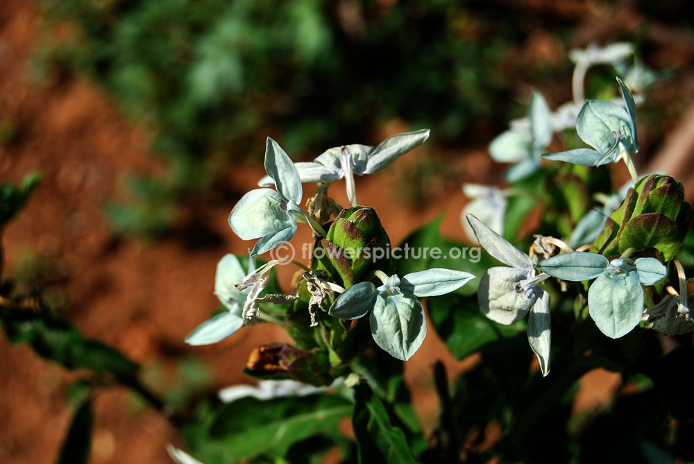 Green ice crossandra flowers