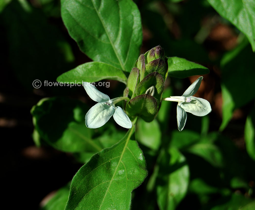 Green ice crossandra plant