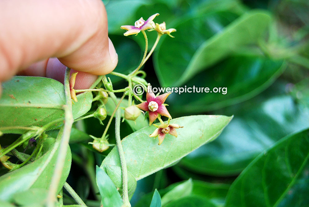 Indian ipecac flower cluster