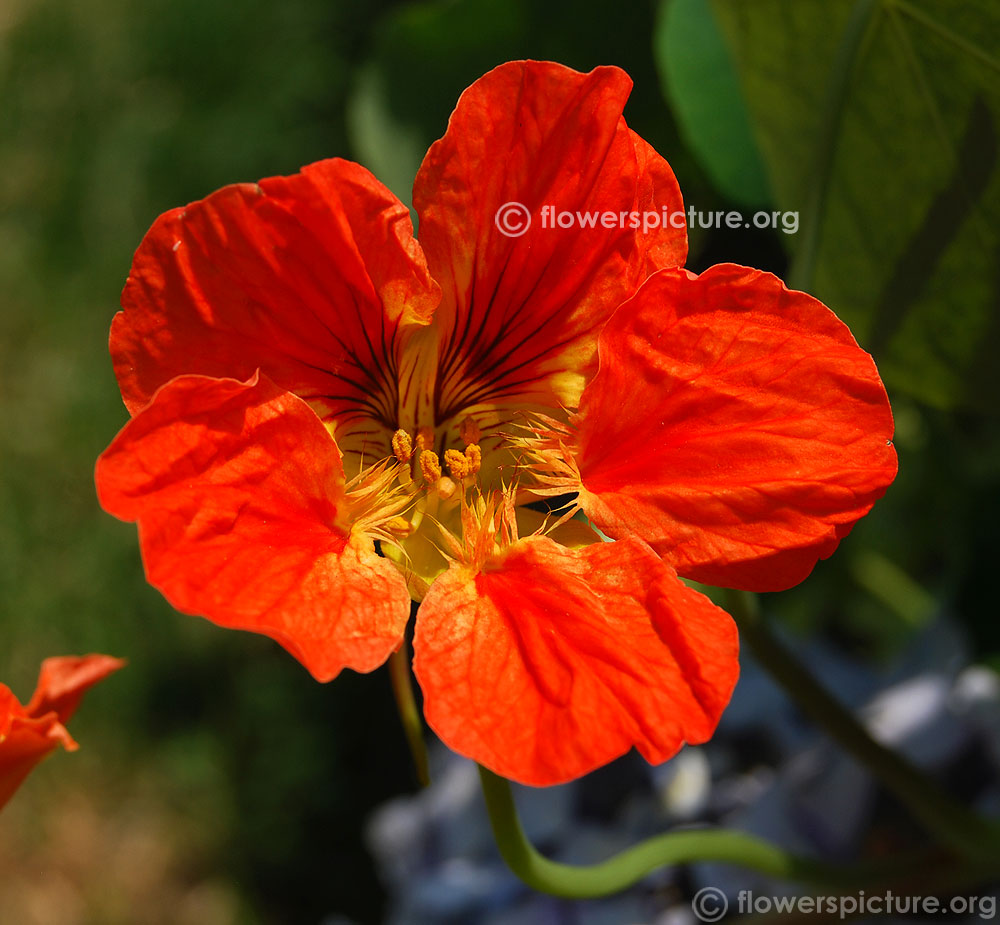 Tropaeolum Majus Orange