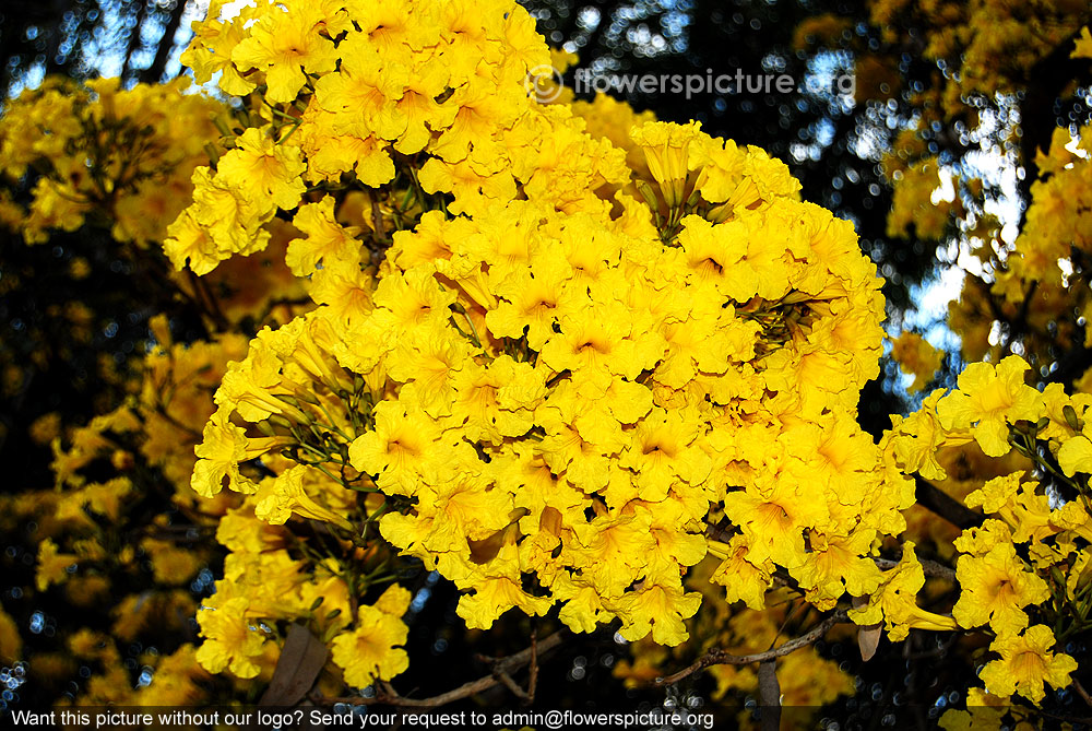 Tabebuia aurea