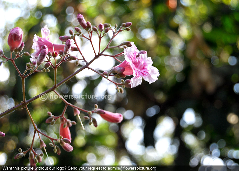 Tabebuia berteroi