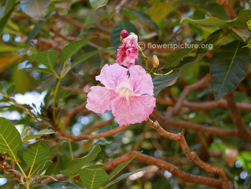 Tabebuia rosea single