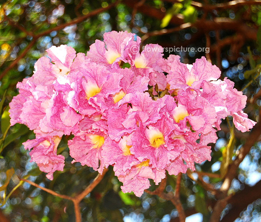 Tabebuia rosea