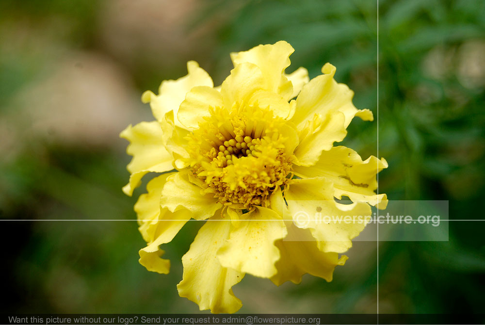 Tagetes Erecta