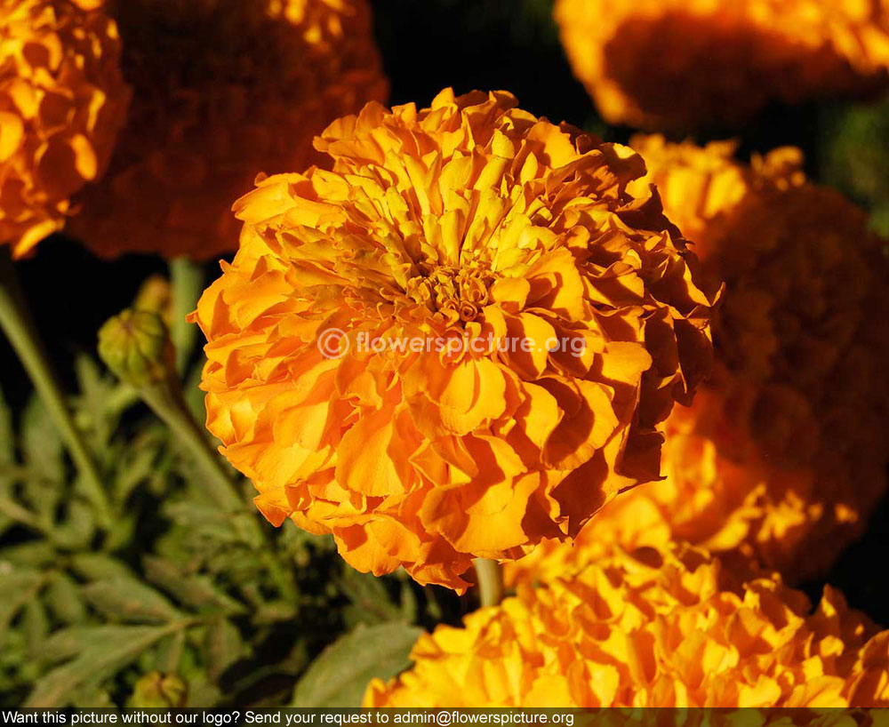 Tagetes erecta orange