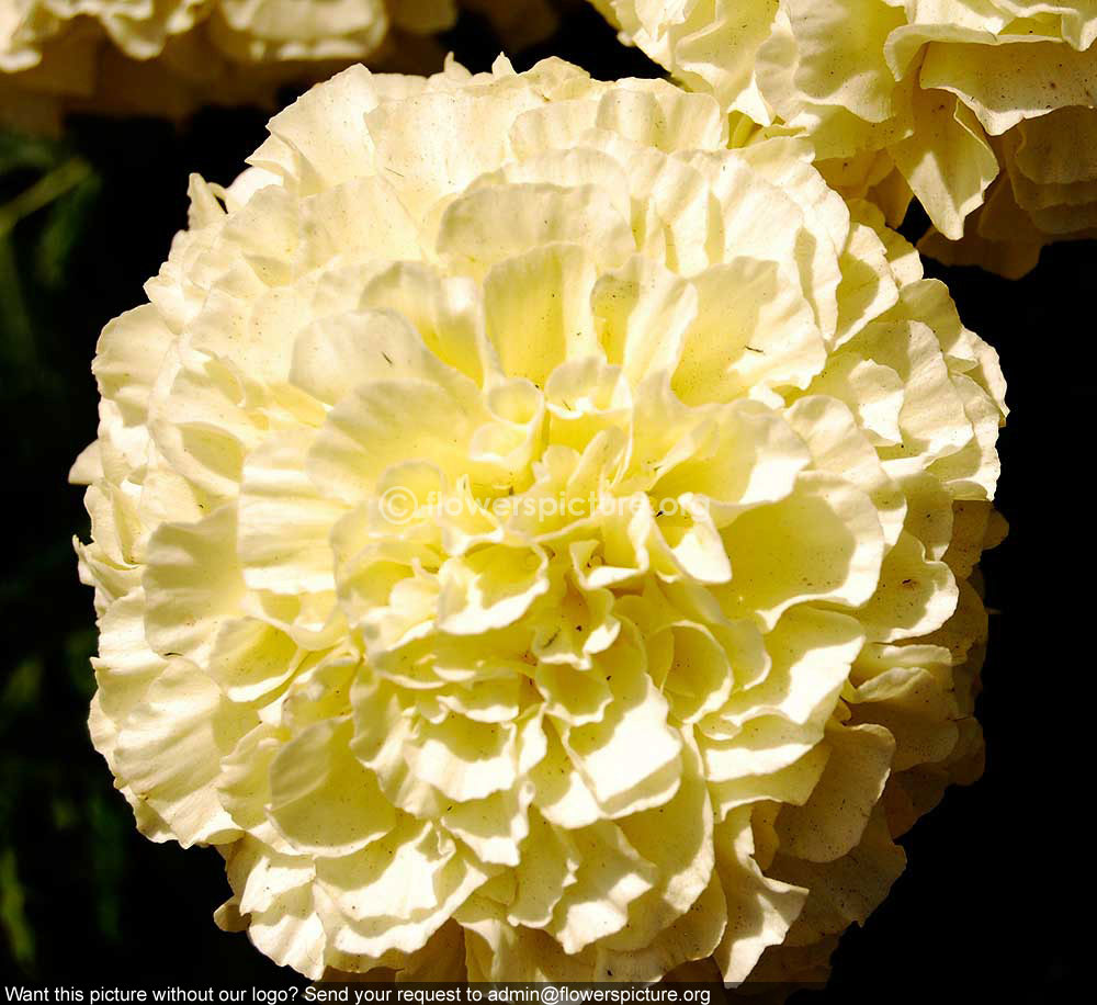 Tagetes erecta white