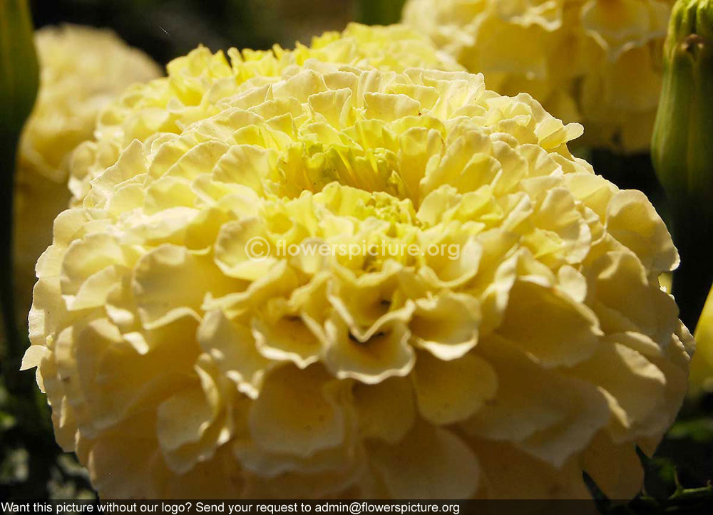 Tagetes erecta