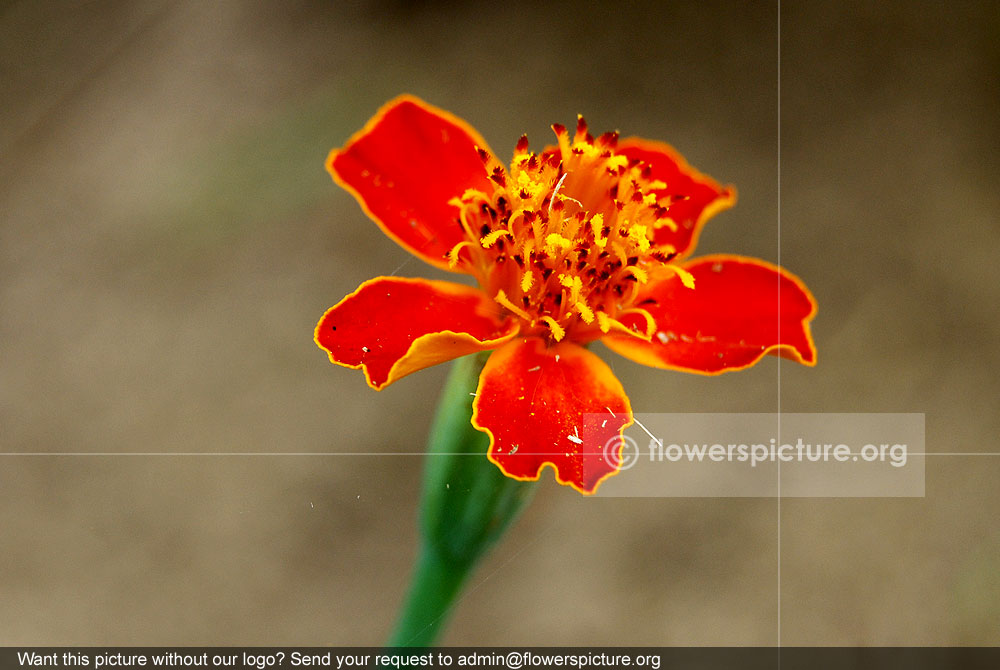 Tagetes patula